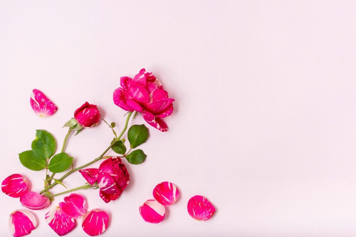 Lola Roses | Lola Pink | Lola May Wholesale🌹💐🛒